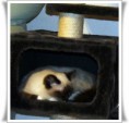 /album/kitty/kitty-03-jpg/